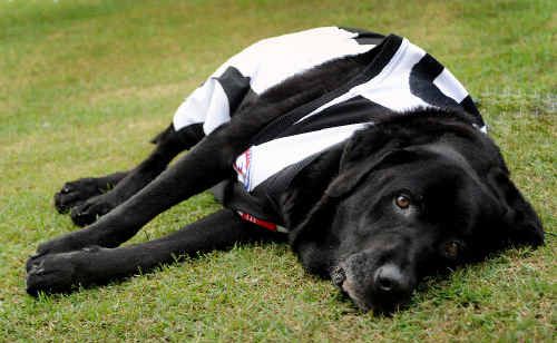 Jasper is feeling as deflated as his owner and Collingwood fan, Paul Brearley, when the AFL grand final ended in a draw with St Kilda at the MCG on Saturday. Jasper is feeling as deflated as his owner and Collingwood fan, Paul Brearley, when the AFL grand final ended in a draw with St Kilda at the MCG on Saturday.
